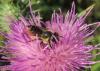 Megachile sp.